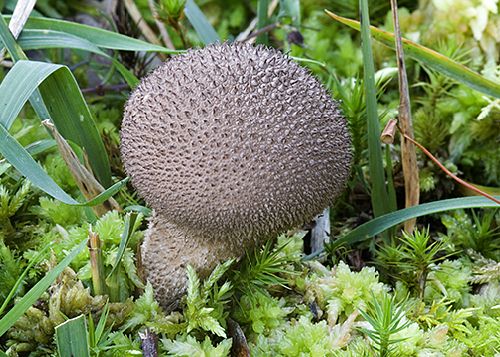 Lycoperdon nigrescens